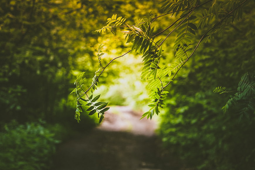 Sunlit forest path with hanging green leaves