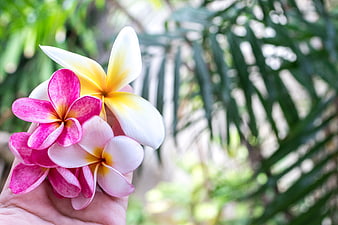 Hand holding colorful plumeria flowers with tropical background