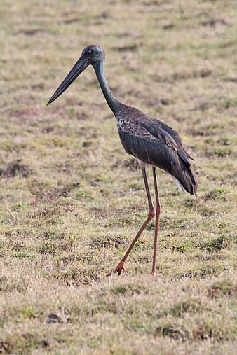 Juvenile Black-necked Stork Walking in Grassy Field