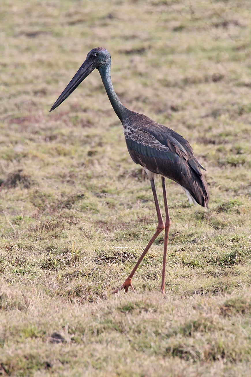 Juvenile Black-necked Stork Walking in Grassy Field