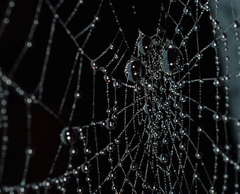Macro photography of dew drops on a spider web