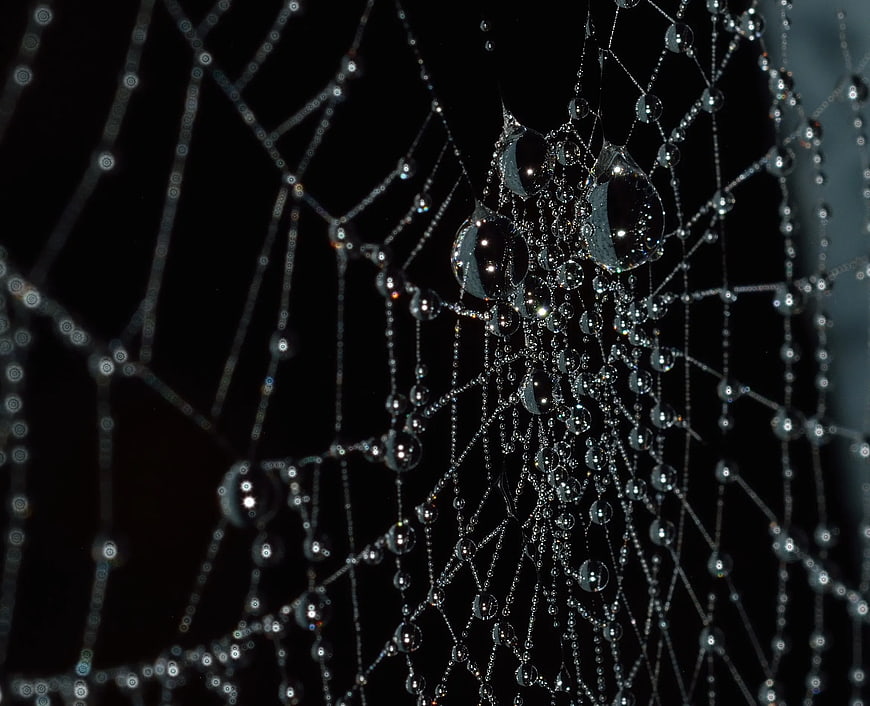 Macro photography of dew drops on a spider web