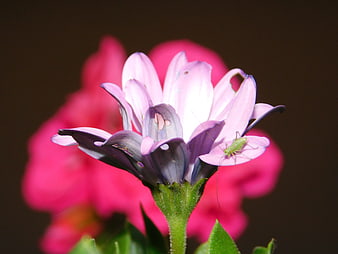 Close-up of purple and pink Osteospermum flower with green insect