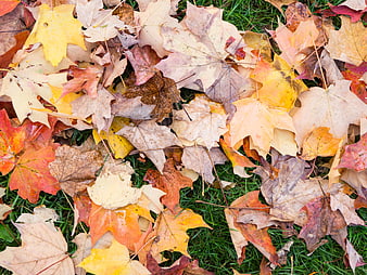 Colorful Autumn Maple Leaves on Green Grass