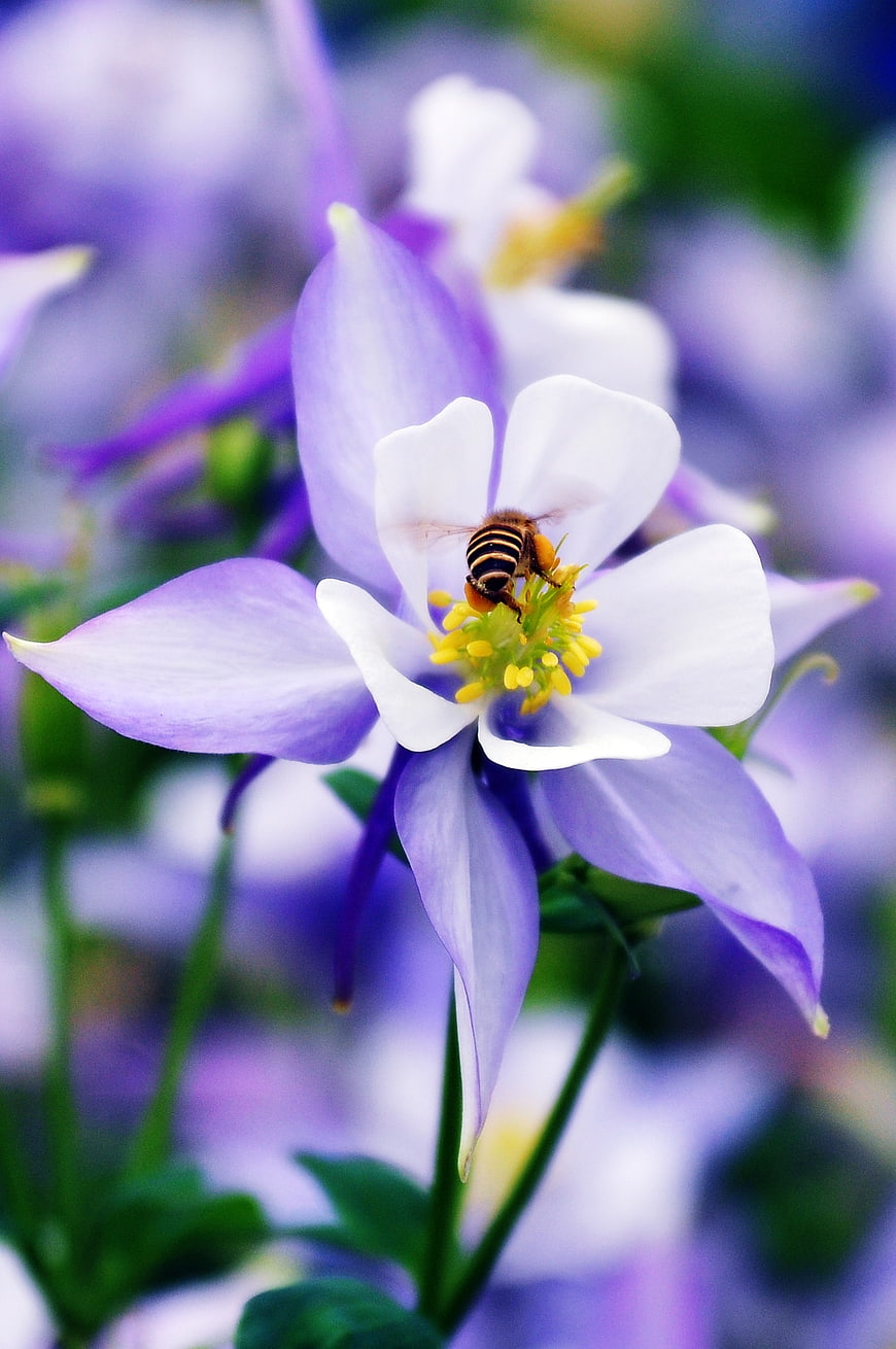 Honeybee Pollinating Purple and White Columbine Flower