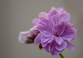 Close-up of delicate pink geranium flower with soft background