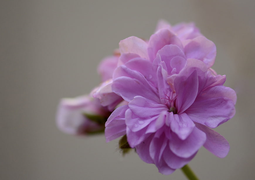 Close-up of delicate pink geranium flower with soft background
