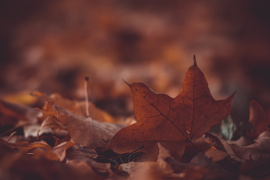 Close-up of a single brown maple leaf on the forest floor