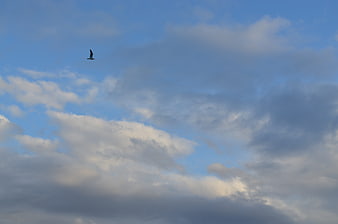 Lone Bird Soaring in Blue Sky with Clouds
