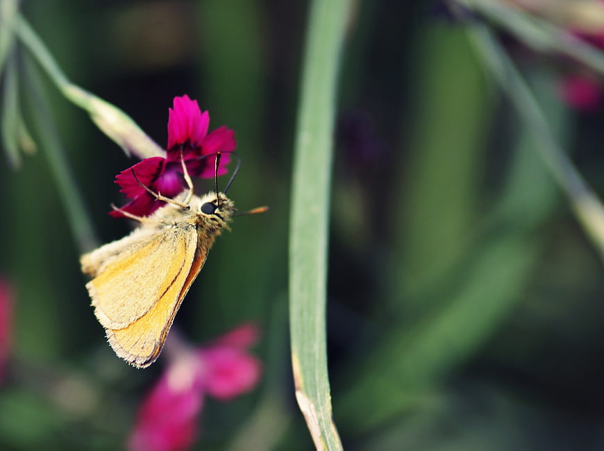 Yellow butterfly on pink flower in garden
