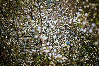 White Spring Blossoms on Branches in Sunlight