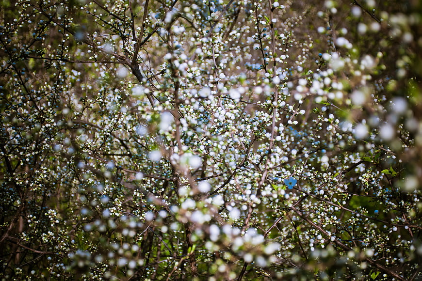 White Spring Blossoms on Branches in Sunlight