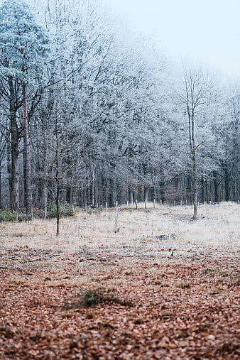 Frosty Winter Forest Landscape with Frozen Trees