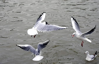 Four seagulls flying and swimming over rippled water