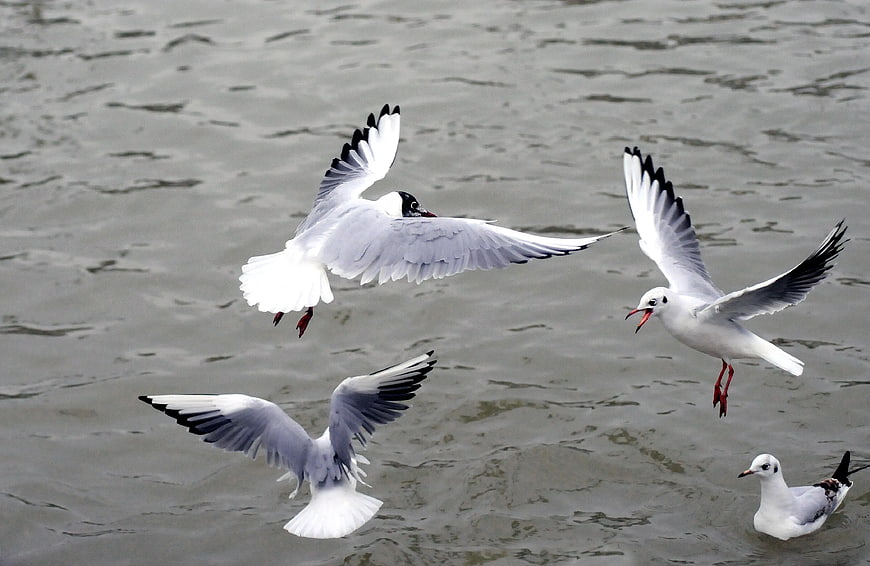 Four seagulls flying and swimming over rippled water