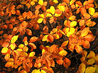 Vibrant Orange and Yellow Autumn Leaves on Tree Branches