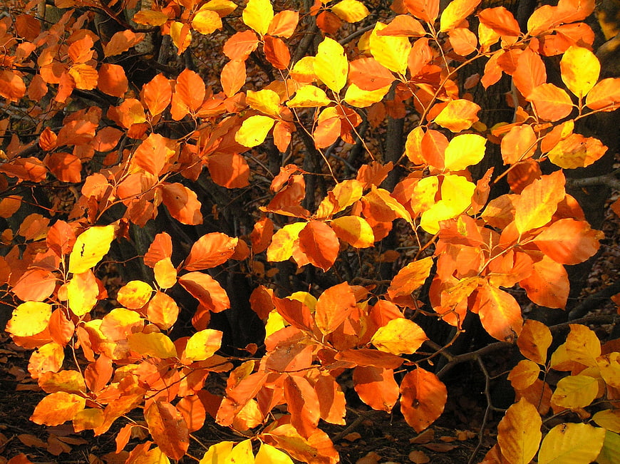 Vibrant Orange and Yellow Autumn Leaves on Tree Branches