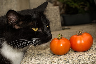 Black and white cat sniffing two red tomatoes on stone