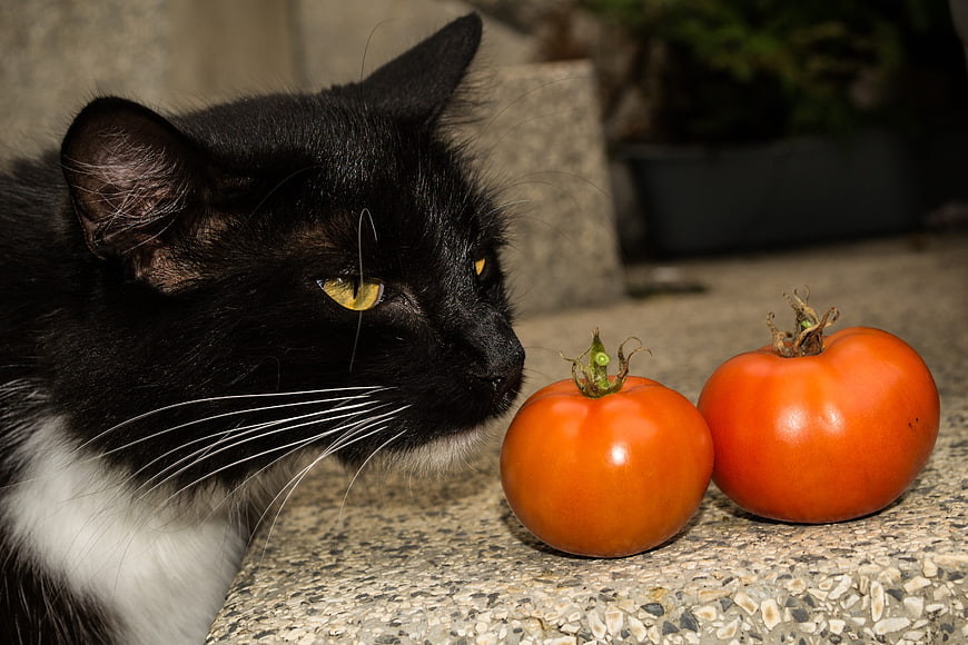 Black and white cat sniffing two red tomatoes on stone