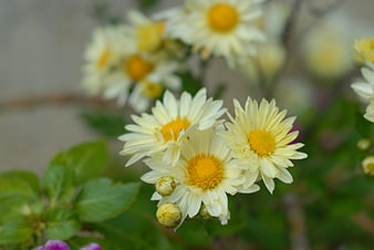 Close-up of white and yellow chrysanthemum flowers