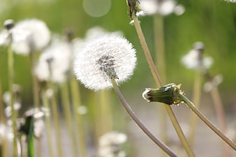 Close-up of a white dandelion seed head in a green field