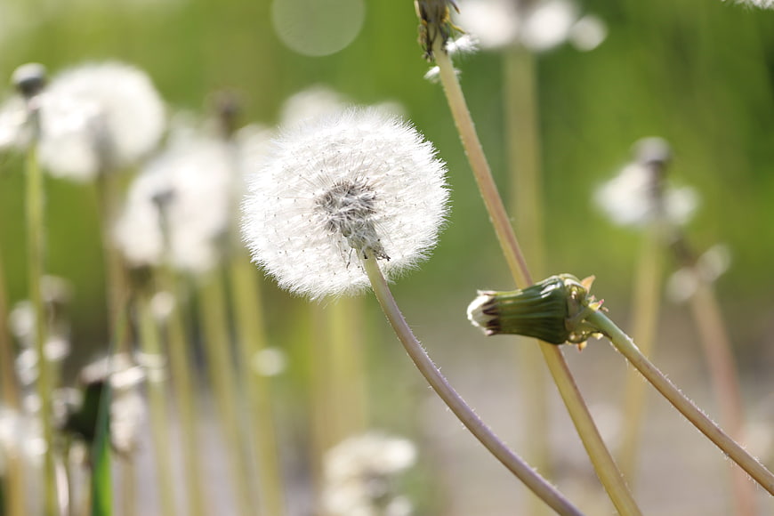 Close-up of a white dandelion seed head in a green field