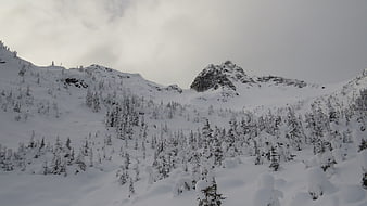 Snowy Mountain Landscape with Pine Trees in Winter