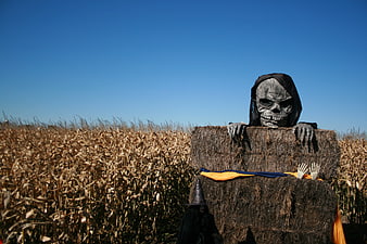 Halloween Skeleton Prop Peeking Over Hay Bales In Autumn Cornfield