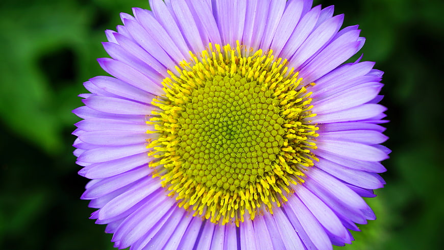 Close-up of a purple aster flower with yellow center