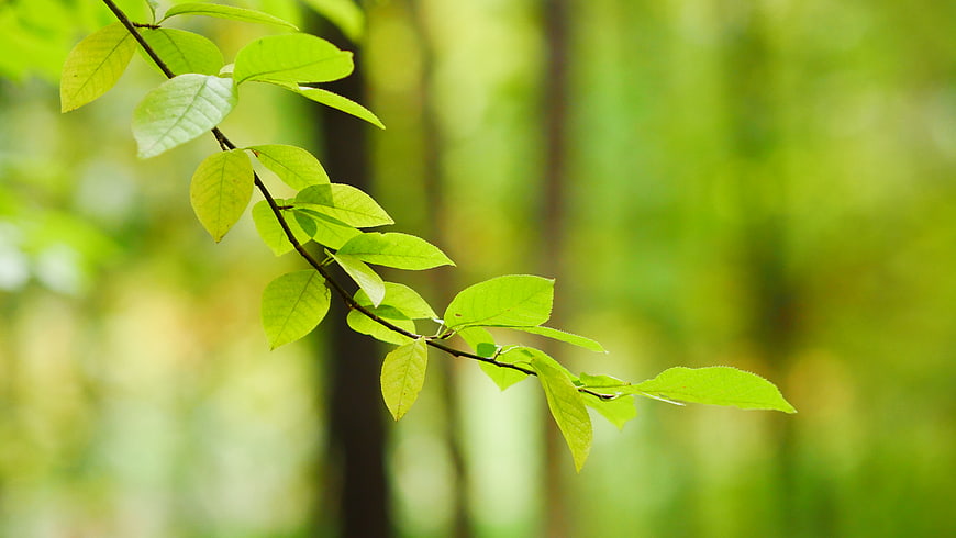 Fresh green leaves on a branch with blurred forest background