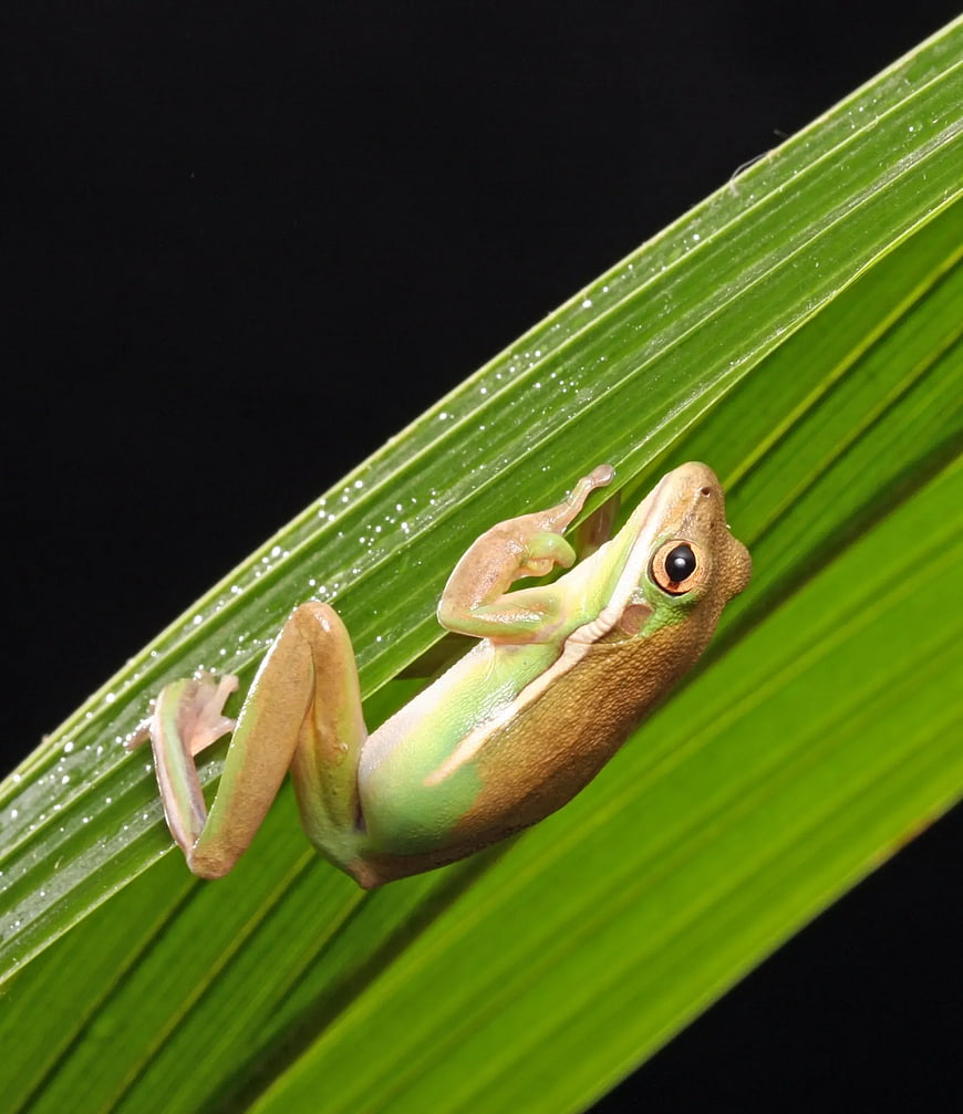 Close-up of a brown and green tree frog on a leaf