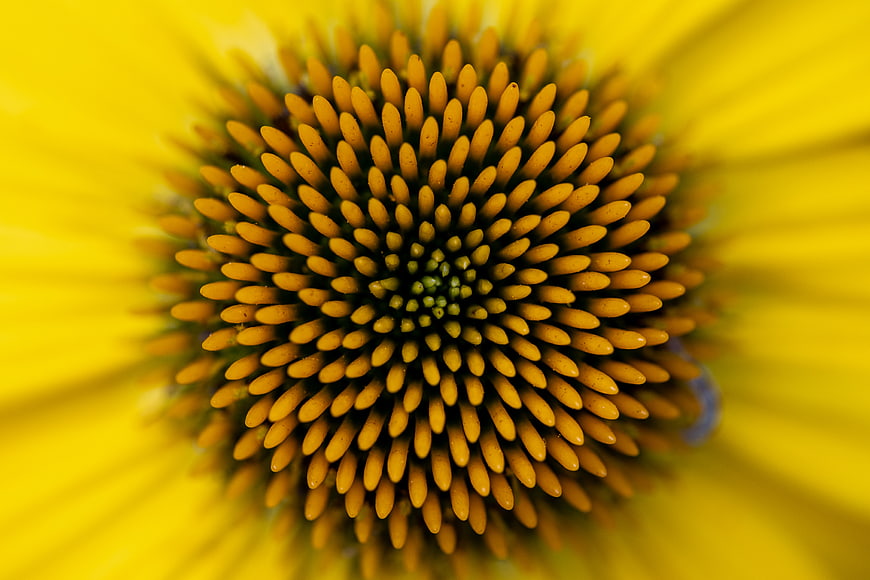 Macro Close-Up of Yellow Sunflower Center Texture