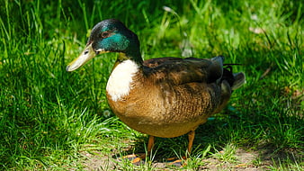 Mallard Duck Standing In Green Grass Meadow