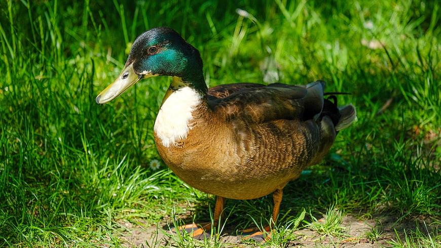Mallard Duck Standing In Green Grass Meadow