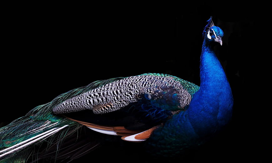 Majestic Blue Peacock on Black Background