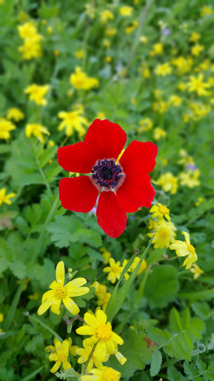 Vibrant Red Poppy Flower in Green Meadow with Yellow Blooms