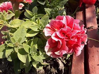 Close-up of vibrant pink petunia flower in garden