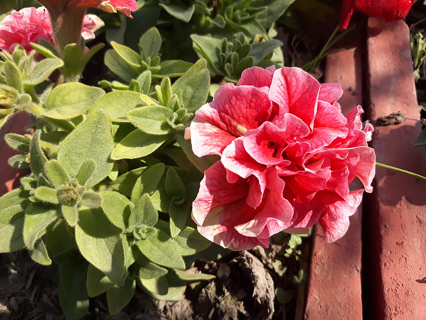 Close-up of vibrant pink petunia flower in garden
