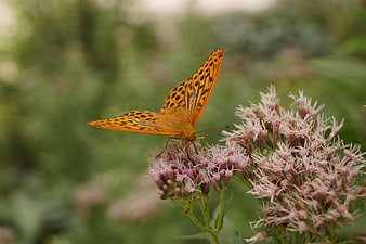 Orange Fritillary Butterfly on Pink Wildflowers