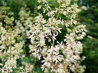 Close-up of white Yucca flowers against blurred green foliage