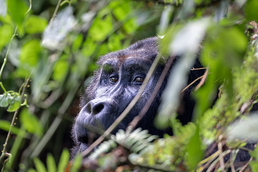Close-up of a wild gorilla face in dense jungle foliage