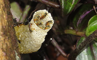 Close-up of small bees on a papery nest attached to a tree branch