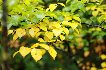 Close-up of yellow autumn leaves on a branch