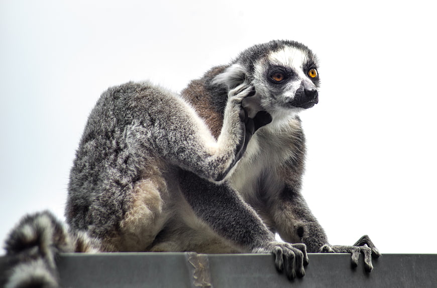 Ring-tailed Lemur Scratching Ear on Metal Beam