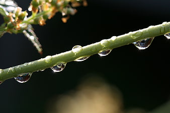 Macro photography of water droplets on a green plant stem