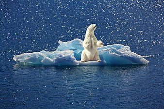 Polar Bear Standing on Iceberg in Arctic Ocean