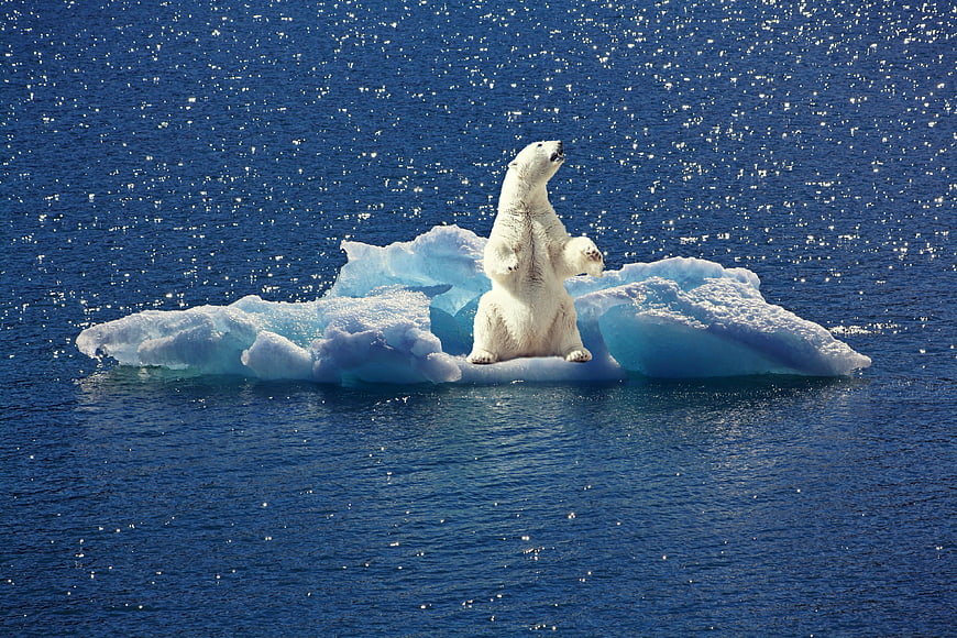 Polar Bear Standing on Iceberg in Arctic Ocean