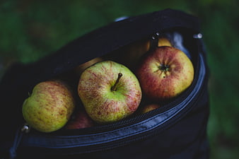 Fresh Apples in a Black Bag on Green Grass