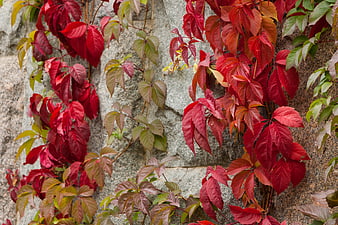 Vibrant Red Autumn Leaves Climbing a Textured Stone Wall