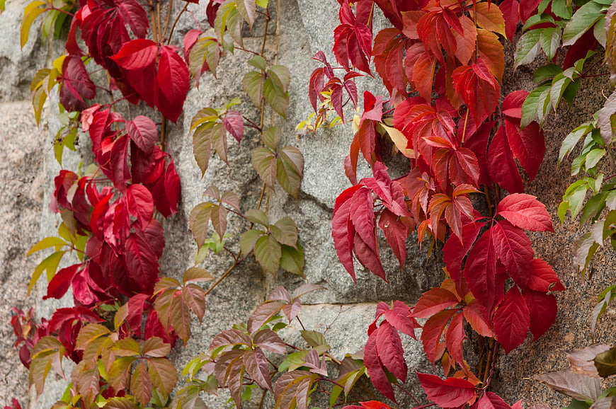 Vibrant Red Autumn Leaves Climbing a Textured Stone Wall